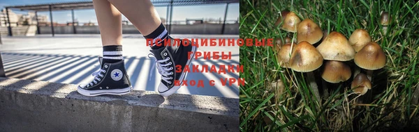 шишки Абаза